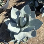 Agáva (Agave parryi) ´PARRYI ´ - výška 30-40 cm,  ⌀ 40-60 cm, kont. C50L (-20°C)